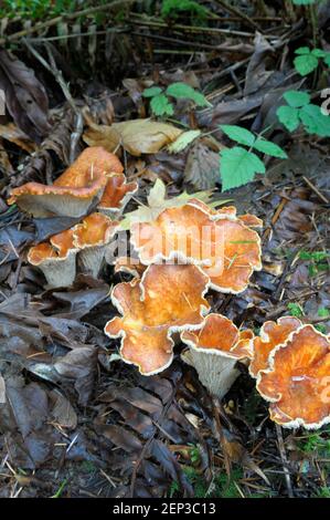 Woolly Chanterelle (Gomphus floccosus) Foto Stock