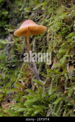 Foto macro di un fungo di Micena che cresce in muschio un tronco di albero Foto Stock