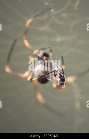 Ragno tessitore orbo d'oro in rete con preda Foto Stock