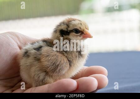 Adorabile Wyandotte pulcino sulla mano dell'uomo umano in luce esterna con sfondo sfocato. Foto Stock