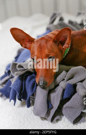 Ritratto di un cane che riposa. Il nano pinscher è sdraiato sulla sua culla. Il muso del cane: Occhi neri, naso nero. Un animale triste. Foto Stock