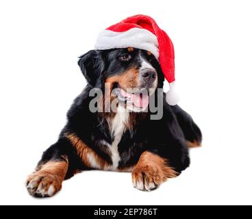 Cane di montagna bernese a Santa Hat Foto Stock