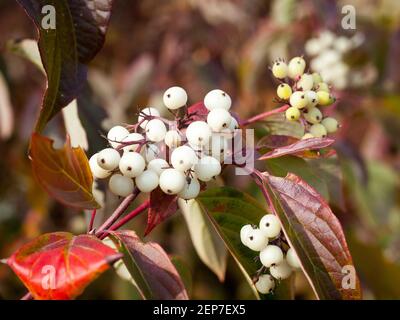 Legno di dogwood rosso-osier (Cornus sericea) bacche e foglie di caduta in Saskatoon, Saskatchewan, Canada. Foto Stock