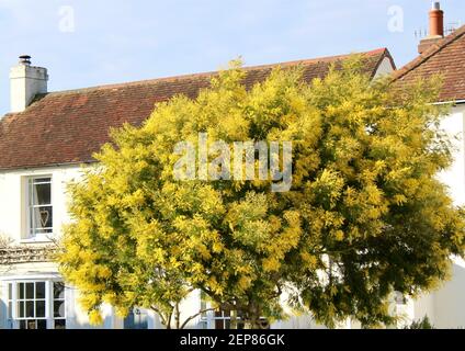 Bellissimo albero Mimosa in un giardino cottage a Bosham, Sussex occidentale Foto Stock