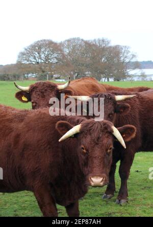 Curiose mucche rosse su Purbeck. Foto Stock