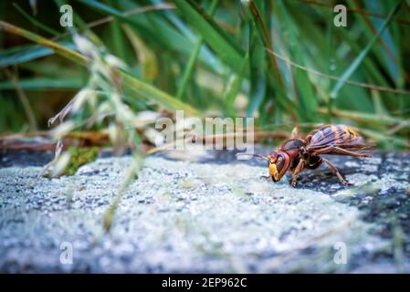 Calabrone gigante asiatico. Una vespa mandarinia in giardino. Losanna, Svizzera. Calabrone killer. Omicidio di calabrone all'apicoltore. Foto Stock