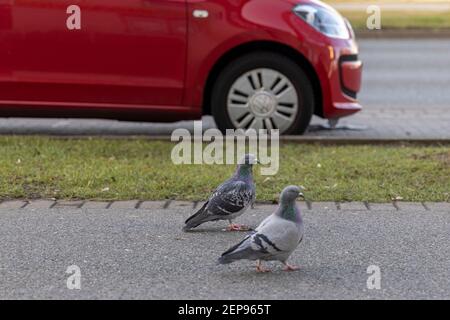 Due piccioni camminano fianco a fianco sulla strada pedonale di Wolfsburg, Germania. Foto Stock