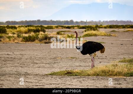 vista dello struzzo nel parco nazionale di amboseli Foto Stock