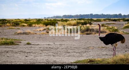 vista dello struzzo nel parco nazionale di amboseli Foto Stock