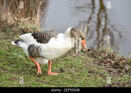 Un'amabile oca canadese bianca e marrone sulla riva erbosa di un canale olandese. Foto Stock