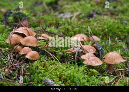 Funghi commestibili Suillus bovinus nella pineta. Conosciuto come fungo di mucca di Jersey o bolete bovino. Funghi selvatici che crescono nel muschio. Foto Stock