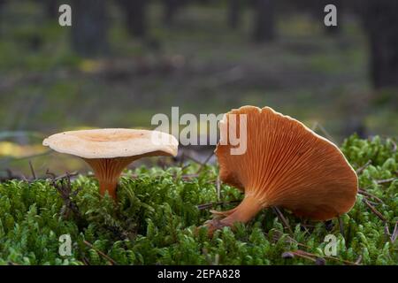 Funghi non commestibili Hygroforopsis aurantiaca nella pineta. Conosciuta come falsa chanterella. Funghi arancioni selvatici che crescono nel muschio. Foto Stock