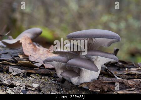 Fungo commestibile Pleurotus ostreatus nella foresta alluvionale. Conosciuto come fungo di ostriche. Gruppo di funghi di ostriche selvatiche che crescono sul bosco. Foto Stock