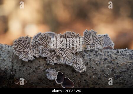 Fungo non commestibile Schizophyllum comune nella foresta alluvionale. Conosciuto come Split Gill Fungus o splitgill fungo. Funghi selvatici che crescono sul legno. Foto Stock