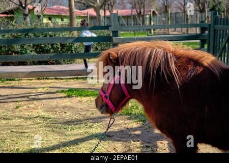 Un cavallo di pony shetland molto carino in piedi sul terreno nel suo fienile coperto da recinzioni in materiale di legno. Piccolo pony shetland tethered da catena. Foto Stock