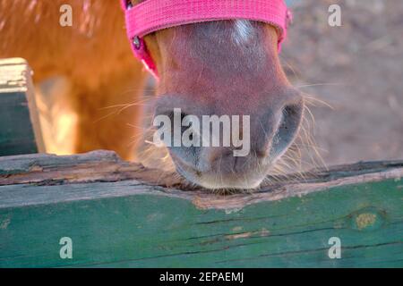 Un cavallo di pony shetland molto carino in piedi sul terreno nel suo fienile coperto da recinzioni in materiale di legno. Piccolo pony shetland tethered da catena. Foto Stock