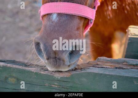 Un cavallo di pony shetland molto carino in piedi sul terreno nel suo fienile coperto da recinzioni in materiale di legno. Piccolo pony shetland tethered da catena. Foto Stock