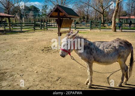 Un asino carino in piedi sul terreno nel suo fienile coperto da recinzioni in materiale di legno. Piccolo asino con catena e sella rossa. Foto Stock