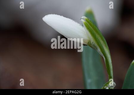 Fiore di primavera Galanthus nivalis nella foresta. Conosciuto come racchette da neve o racchette da neve comuni. Dettaglio fiore. Foto Stock