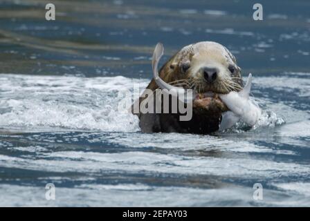 Steller's sealion a caccia Foto Stock