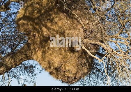 Big baya nido nell'albero Foto Stock