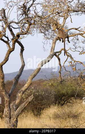 Leopardo appeso nell'albero Foto Stock