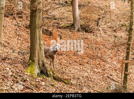Il cane si nasconde dietro un albero. Weimaraner nella foresta di querce. Caccia autunnale con un cane. Cane da caccia nei boschi. Foto Stock