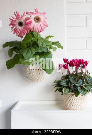 Un ciclamino rosa e una gerbera bianca e rosa piantata a margherita in vasi a maglia su uno sfondo bianco. Foto Stock