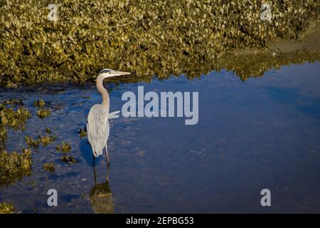 Great Blue Heron nella palude salata costiera a bassa marea nel Parco Statale di Huntington Beach a Murrells Inlet, Carolina del Sud Foto Stock