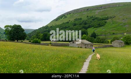 Scenic Swaledale altopiano e prati di fieno di fiori selvatici (vecchi fienili di pietra, fiori selvatici colorati, cane escursionista, percorso, collina) - Muker, Yorkshire Dales, GB Foto Stock