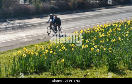 Brighton UK 27 Febbraio 2021 - i ciclisti passano da un tappeto di narcisi in piena fioritura lungo la strada principale A23 in Brighton in un altro bel giorno di sole caldo : Credit Simon Dack / Alamy Live News Foto Stock