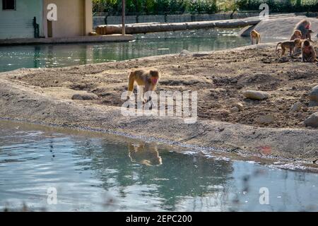 Hamadryas baboon e scimmie che camminano vicino al piccolo stagno e alla ricerca di trovare qualcosa da mangiare e la sua riflessione sullo stagno. Foto Stock