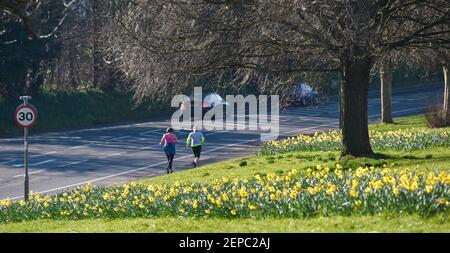 Brighton UK 27 febbraio 2021 - i corridori passano da un tappeto di narcisi in piena fioritura lungo la strada principale A23 in Brighton in un altro bel giorno di sole caldo: Credit Simon Dack / Alamy Live News Foto Stock