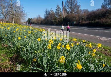 Brighton UK 27 febbraio 2021 - i corridori passano da un tappeto di narcisi in piena fioritura lungo la strada principale A23 in Brighton in un altro bel giorno di sole caldo: Credit Simon Dack / Alamy Live News Foto Stock
