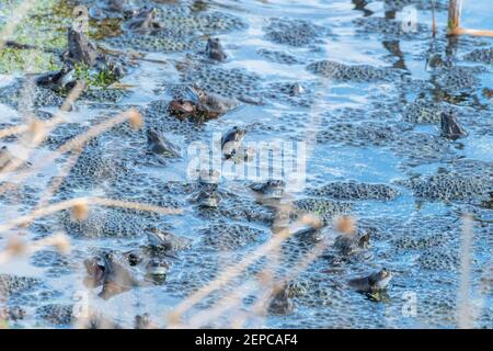 Molte rane comuni (Rana temporaria) e uova di rana in un laghetto di riproduzione nel mese di febbraio, Hampshire, Inghilterra, Regno Unito Foto Stock