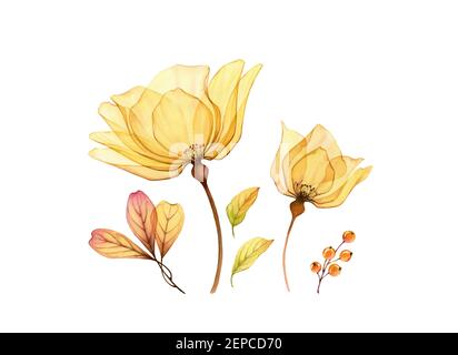 Set floreale acquerello. Raccolta di due rose, foglie e bacche trasparenti di colore giallo. Design isolato dipinto a mano. Illustrazione botanica per Foto Stock