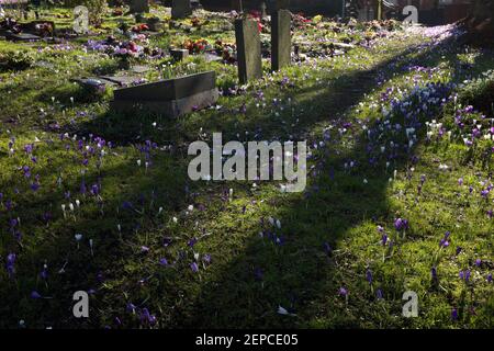 Crocus vernus, nel cortile della chiesa di San Giorgio, Kidderminster, Worcestershire, Inghilterra Foto Stock