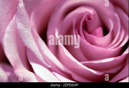 Macro di una bella rosa a fuoco morbido mostra solo un dettaglio del fiore Foto Stock