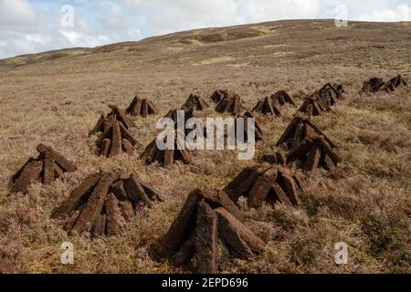 Pile di torba tagliata da una banca e asciugandosi al sole. Terraferma, Shetland. Foto Stock