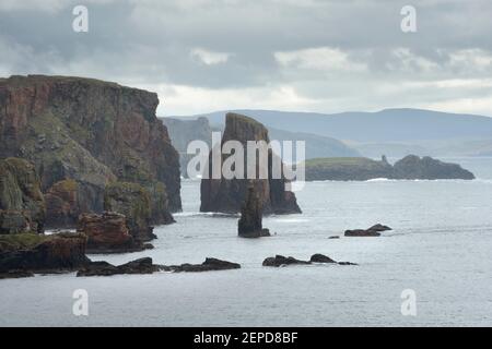 Il Drongs, un gruppo di stack di mare nella baia di St Magnus, Shetland Foto Stock