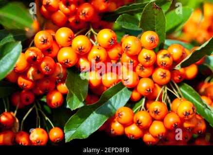 Primo piano di bacche che crescono da un superriduttore Pyracantha chiamato 'Orange Glow'. Si tratta di una pianta molto forte giardino e gli uccelli amano mangiare la frutta Foto Stock