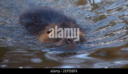 La nutria nuota in acqua e si nasconde, la foto migliore. Foto Stock