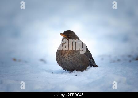 Eurasian Blackbird su cespuglio con neve in inverno, la migliore foto. Foto Stock