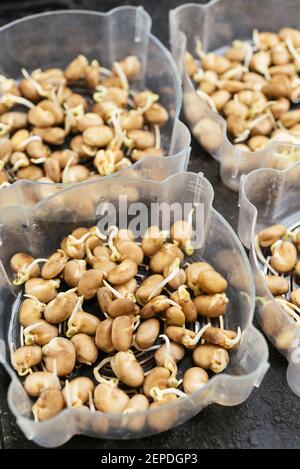 Fagioli fave germogliati in vassoi germoglianti pronti per essere piantati. Foto Stock