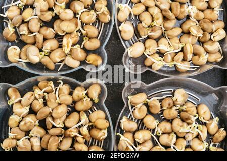 Fagioli fave germogliati in vassoi germoglianti pronti per essere piantati. Foto Stock