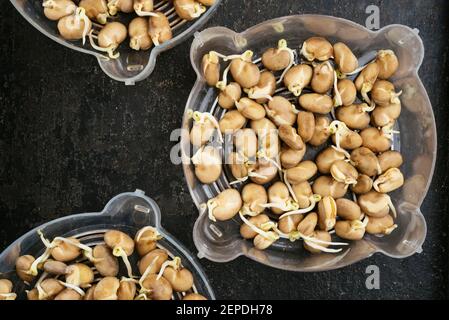 Fagioli fave germogliati in vassoi germoglianti pronti per essere piantati. Foto Stock