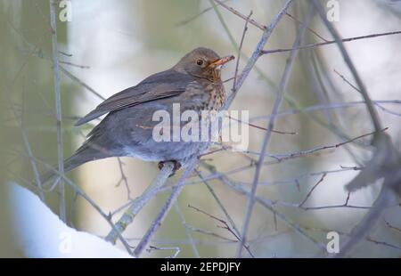 Eurasian Blackbird su cespuglio con neve in inverno, la migliore foto. Foto Stock