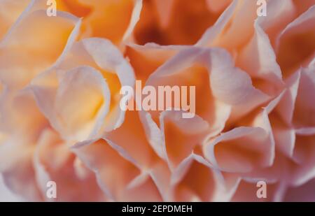 Macrofotografia di un bel fiore Camellia a fuoco morbido con tonalità pastello di pesca. Potrebbe essere utilizzato come sfondo di un matrimonio sparare. Foto Stock