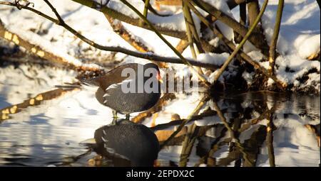 Gallinula chloropus nuota sull'acqua e cerca cibo, la foto migliore Foto Stock