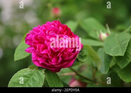 Una rosa con il nome botanico Rosa damascena Foto Stock